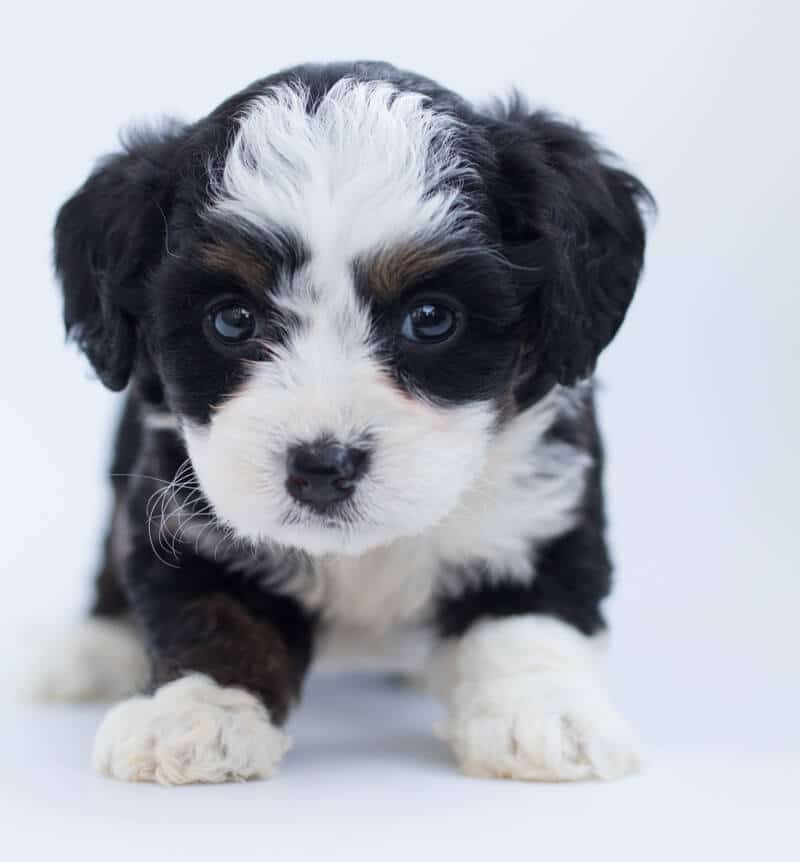 Dog Training New Bern
