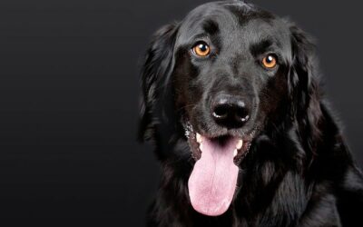 Consistency: The Key to Overcoming Canine Anxiety