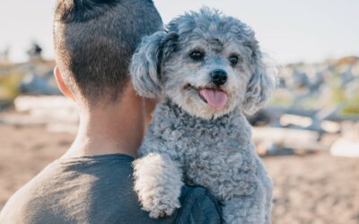 STOP (and Think) Before You Adopt!