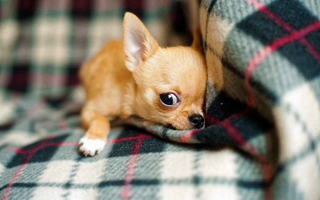 Size Doesn’t Matter: 4 Warning Signs of Little Dog Syndrome