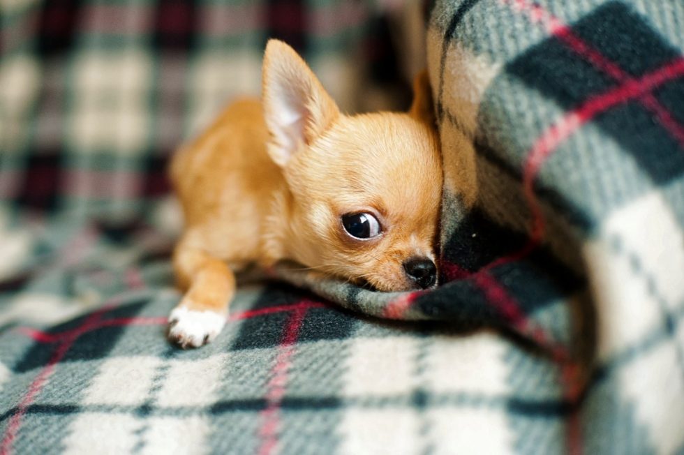 Size Doesn’t Matter: 4 Warning Signs of Little Dog Syndrome - Raleigh NC Dog Training | Sally