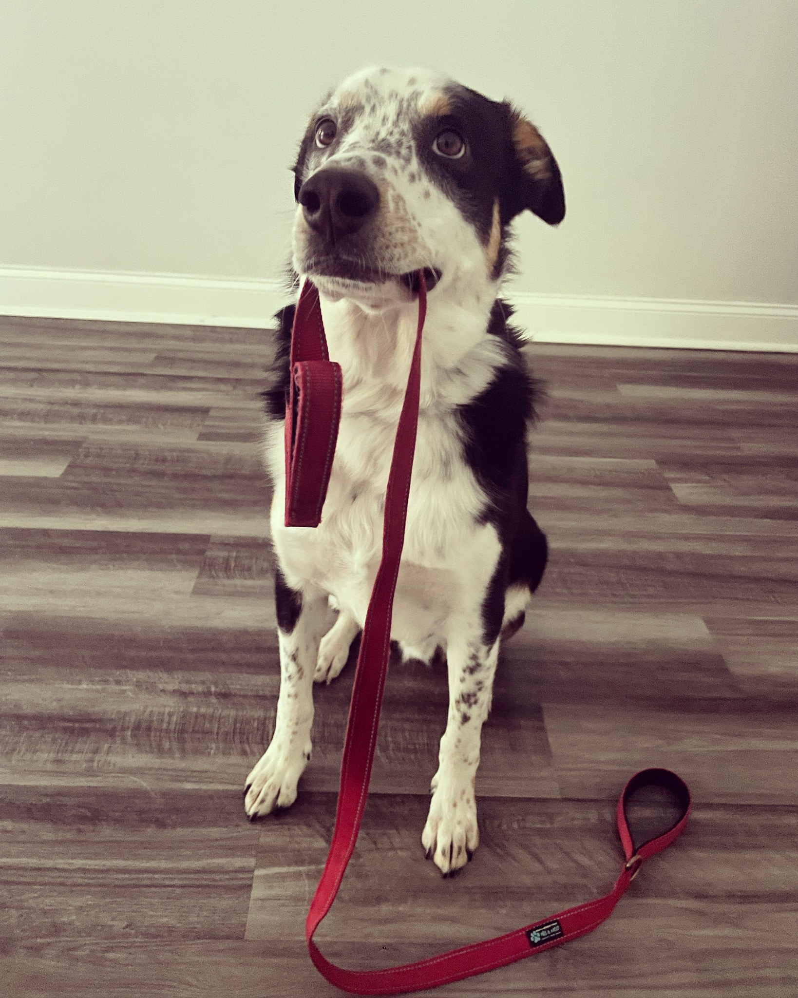Sally Said So Professional Dog Training Training Tool Selection the halti head collar on a large breed dog for control