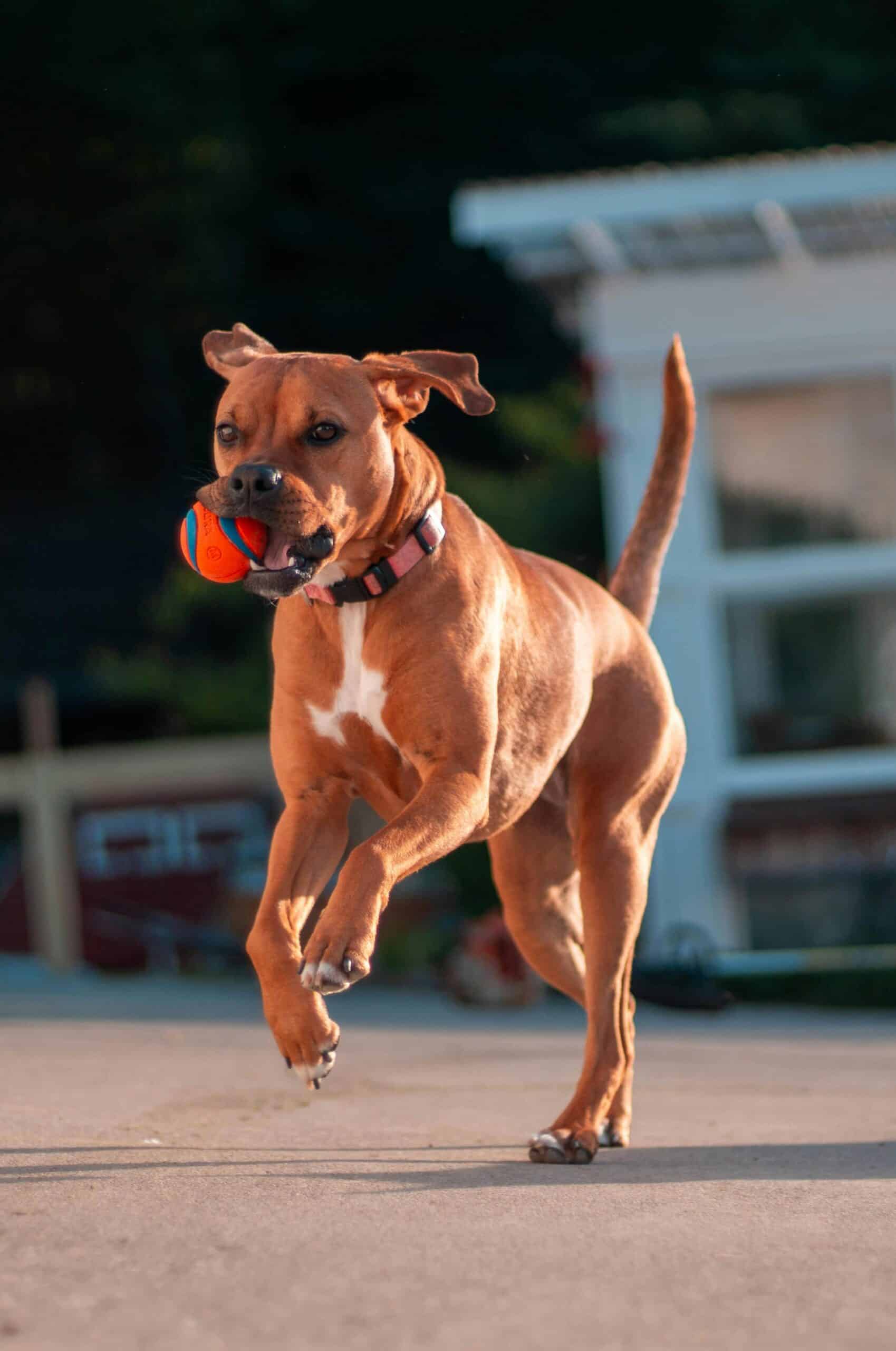 dog separation anxiety training