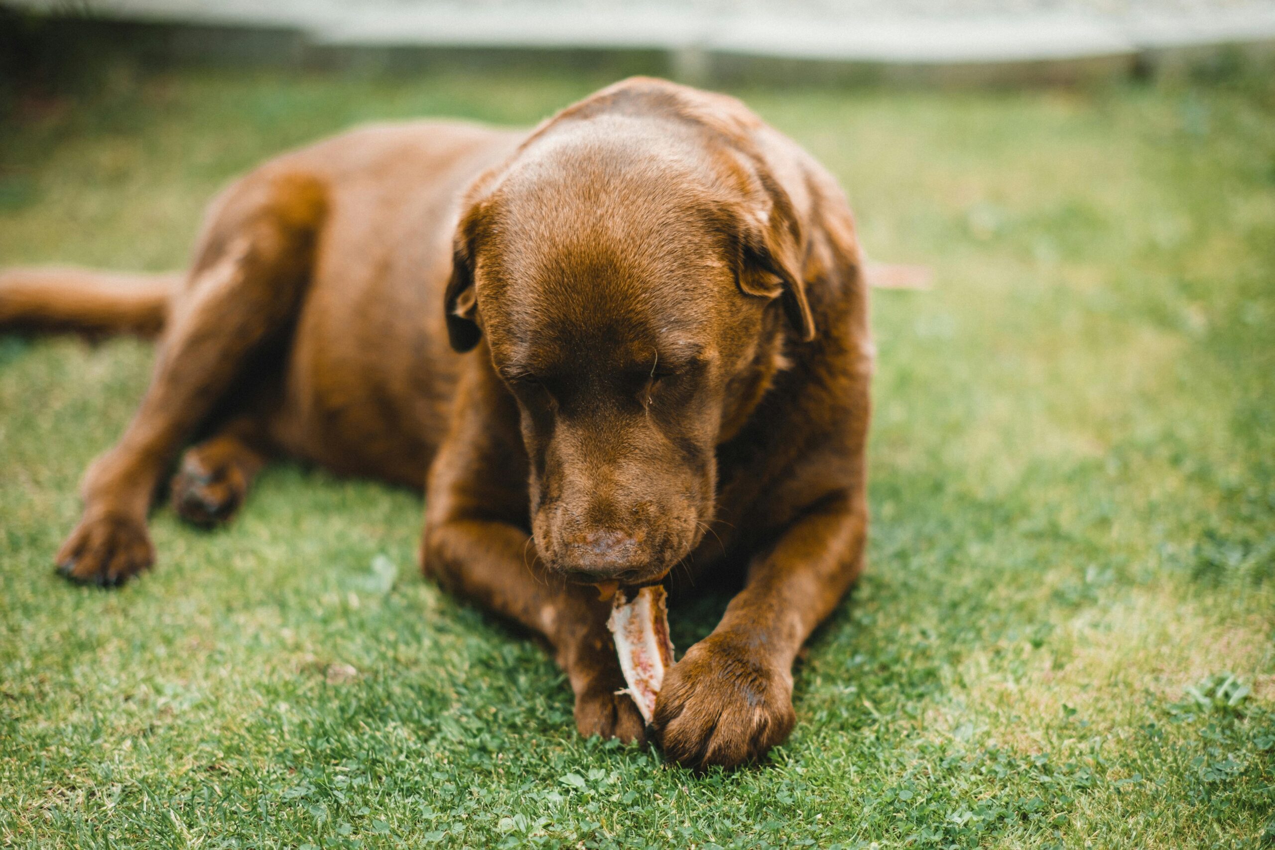 dog separation anxiety training