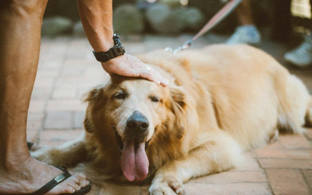 How to Train Your Dog Before Bringing Them to a Dog-Friendly Bar: A Guide for Charlotte Dog Owners