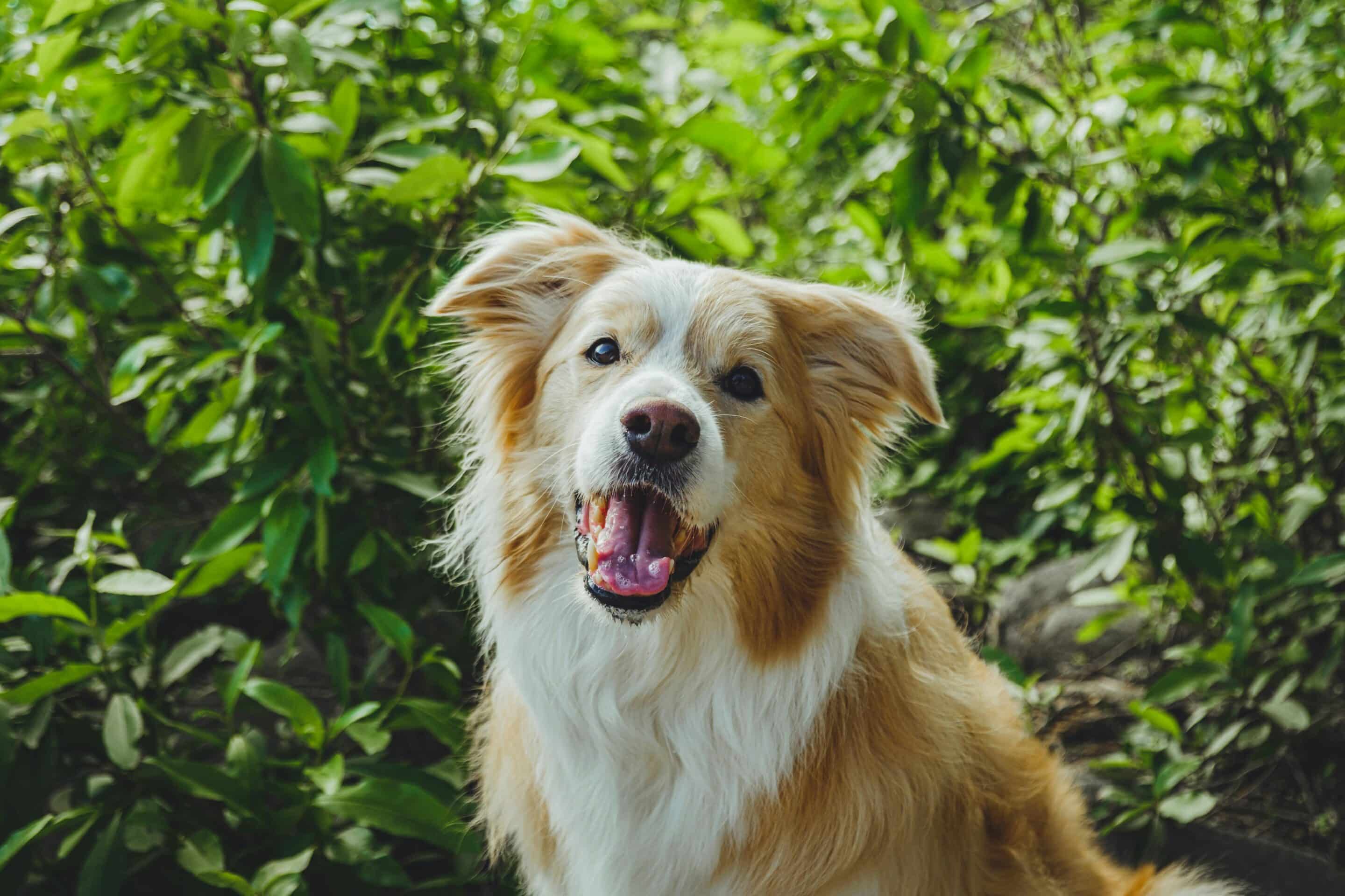 an older collie or shepherd smiles