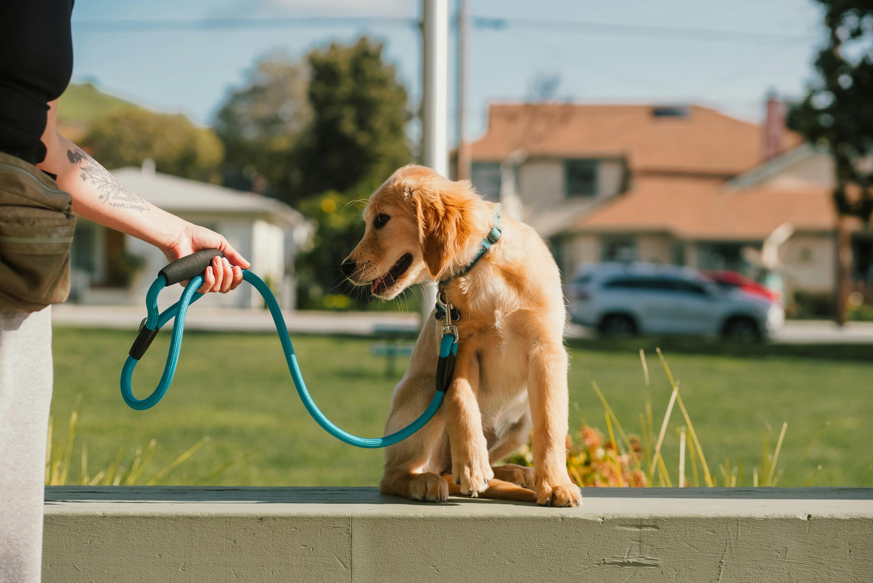 dog is pet by stranger outside a dog-friendly bar in Charlotte