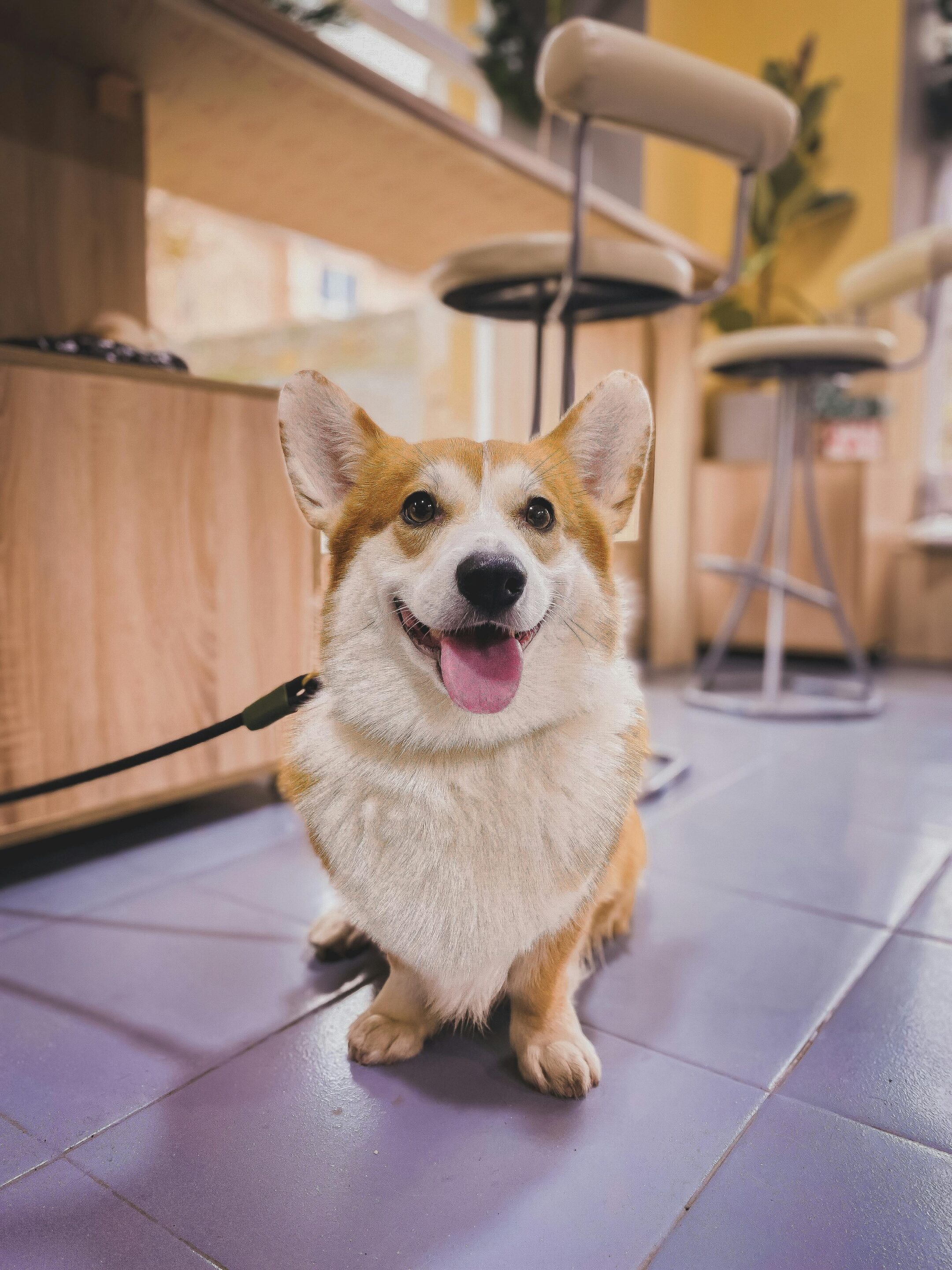 an older collie or shepherd smiles
