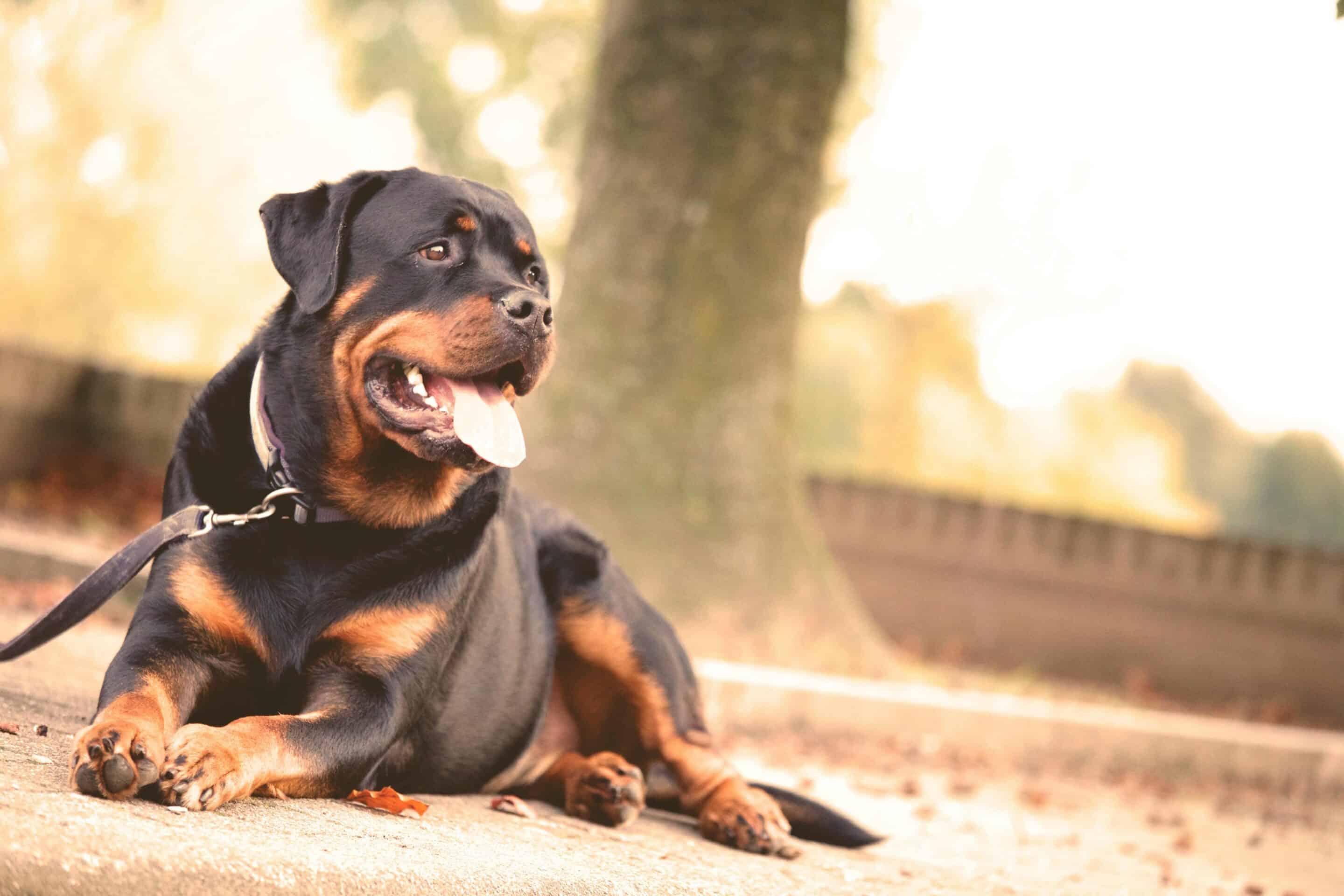 Dog bares its teeth aggressively and defensively through the bars