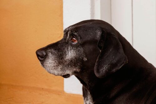 an older black Labrador retriever