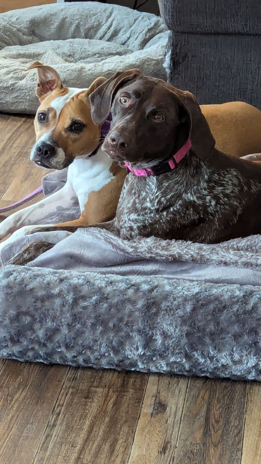 German shorthaired pointer and a bulldog mix are on a dog bed, looking at the camera. Holiday Dog Training Tips: Place