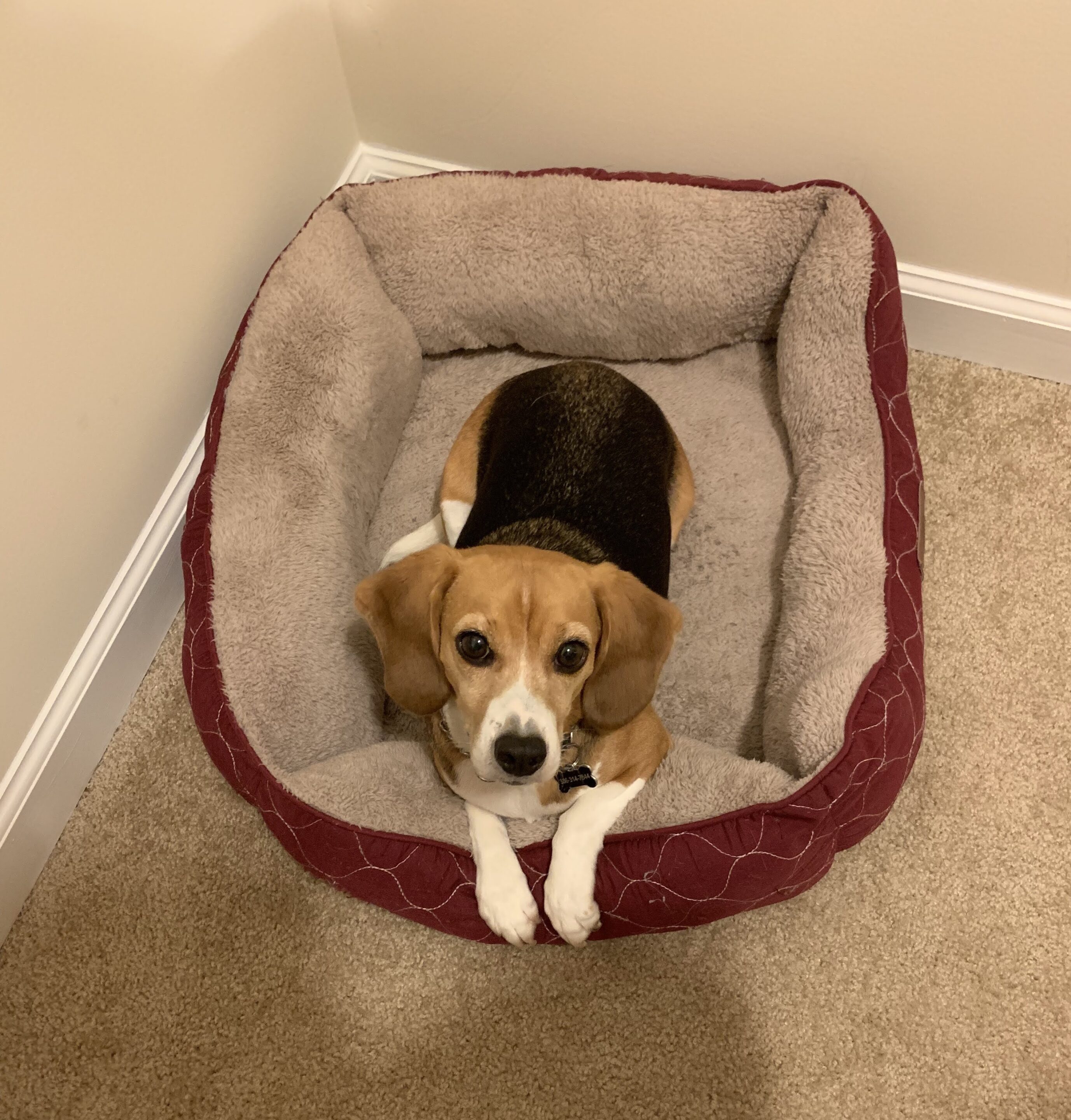 A beagle is in a dog bed. Holiday Dog Training Tips: Place