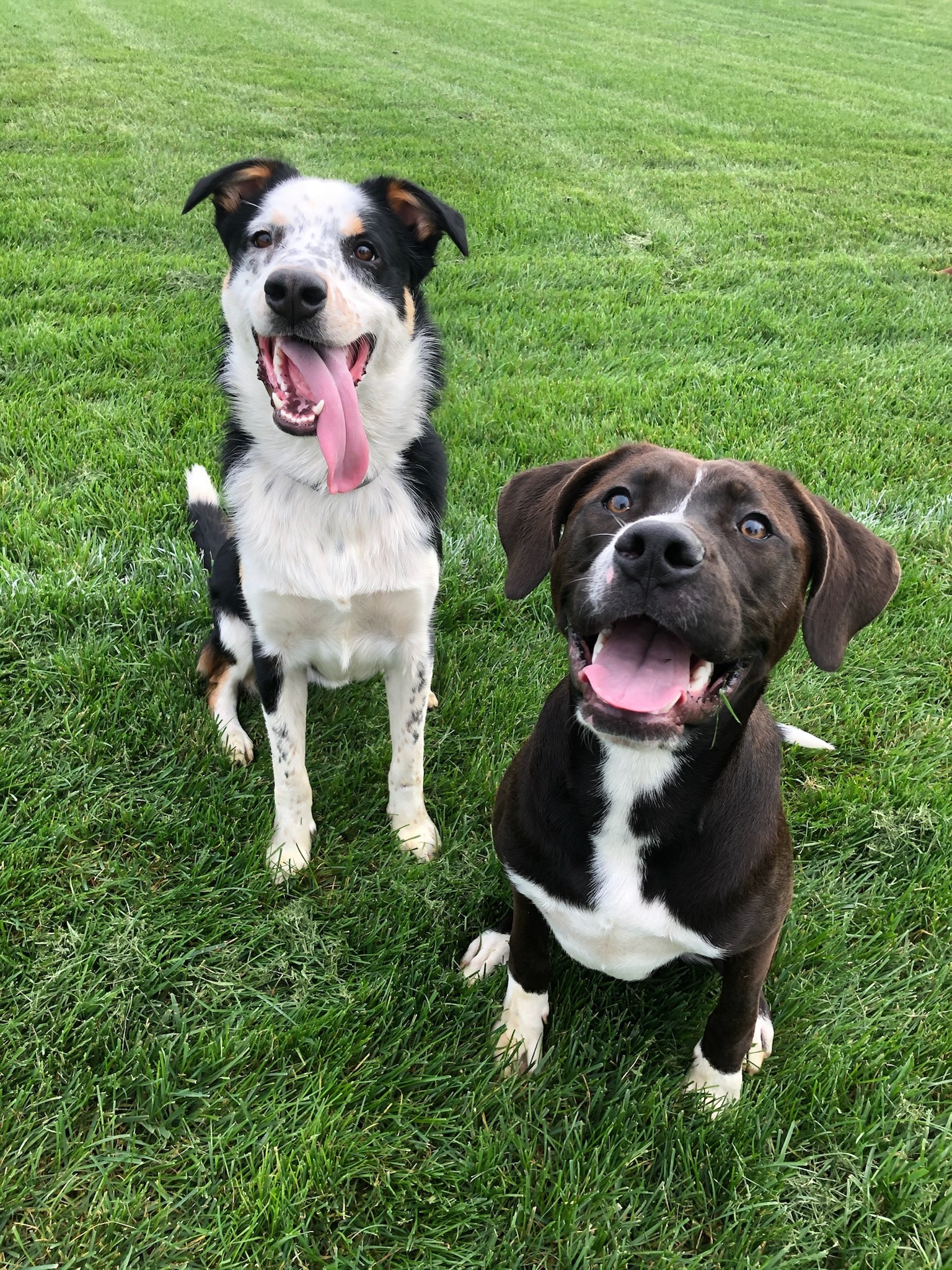 a border collie mix and pit bull terrier mix sit side by side with their mouths open and tongues out happily. They are both in dog training in North Carolina.