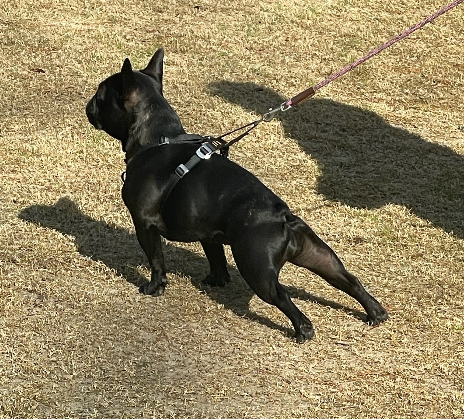a young German shepherd dog looks straight forward