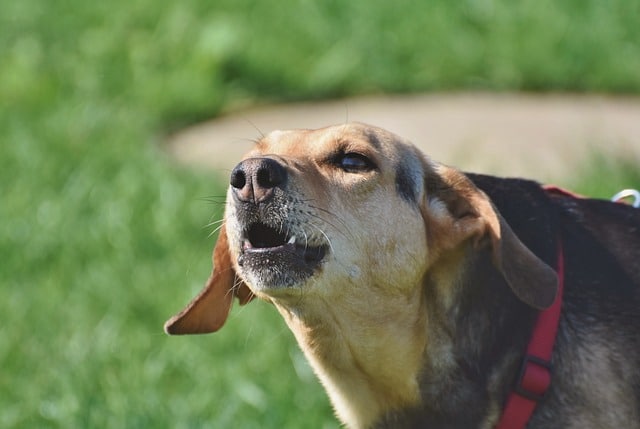 A hound mix barks. sally said so professional dog training.
