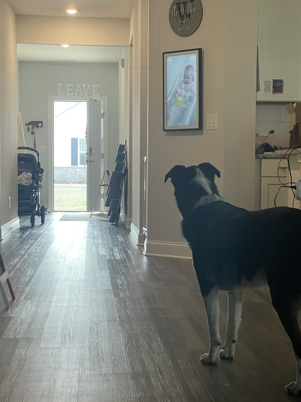 A border collie mix looks out a door. Sally Said So Professional Dog Training.