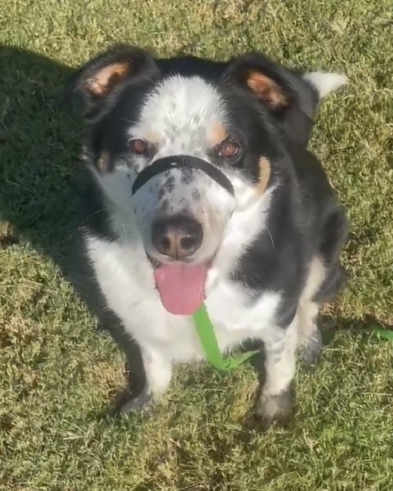 Sally Said So Professional Dog Training Dog Wearing Gentle Leader