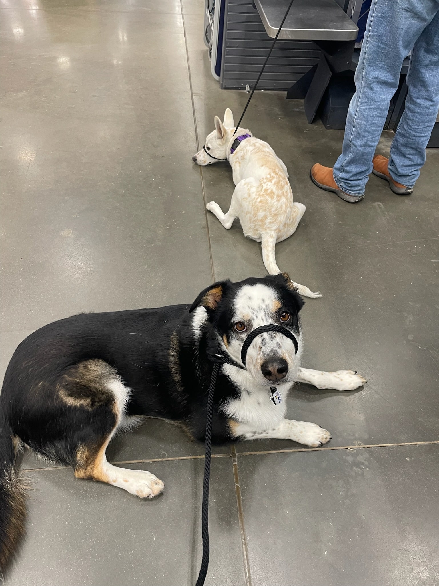 the heather's hero leash on a cattle dog mixes