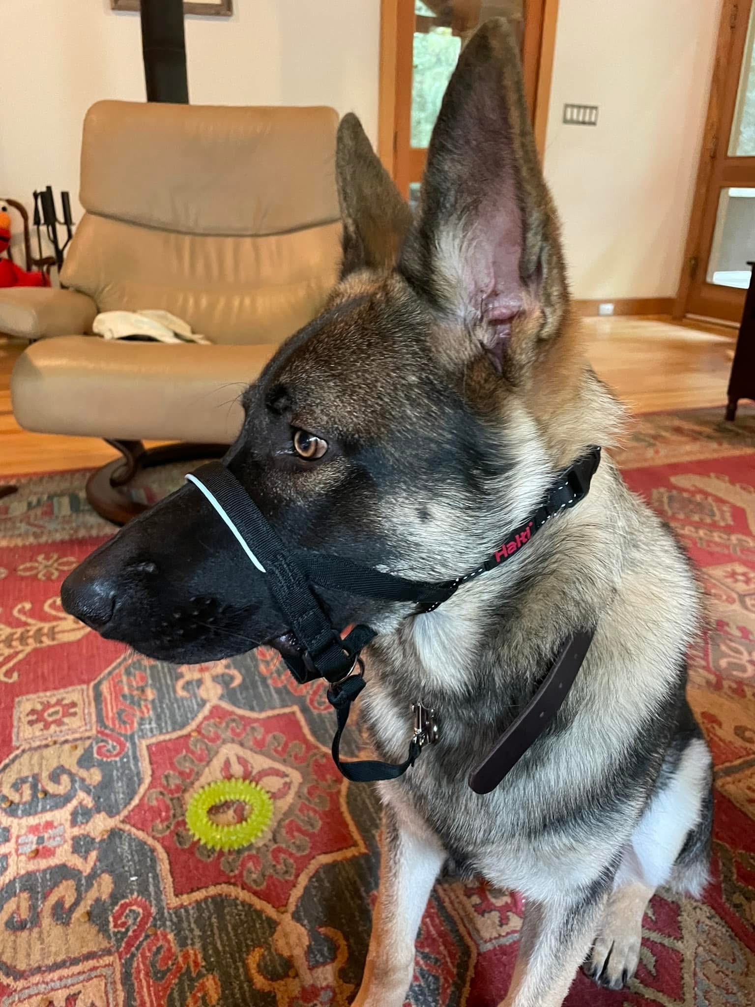 the halti head collar on a German shepherd dog
