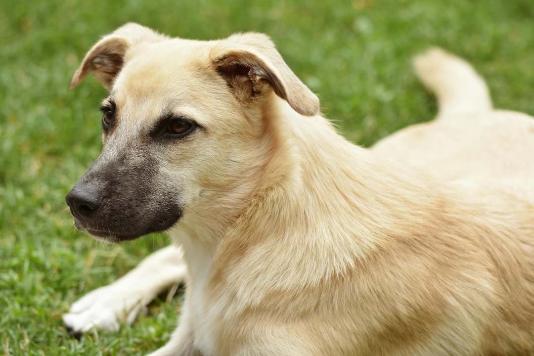 a white German shepherd on a blue dog bed. Holiday Dog Training Tips: Place
