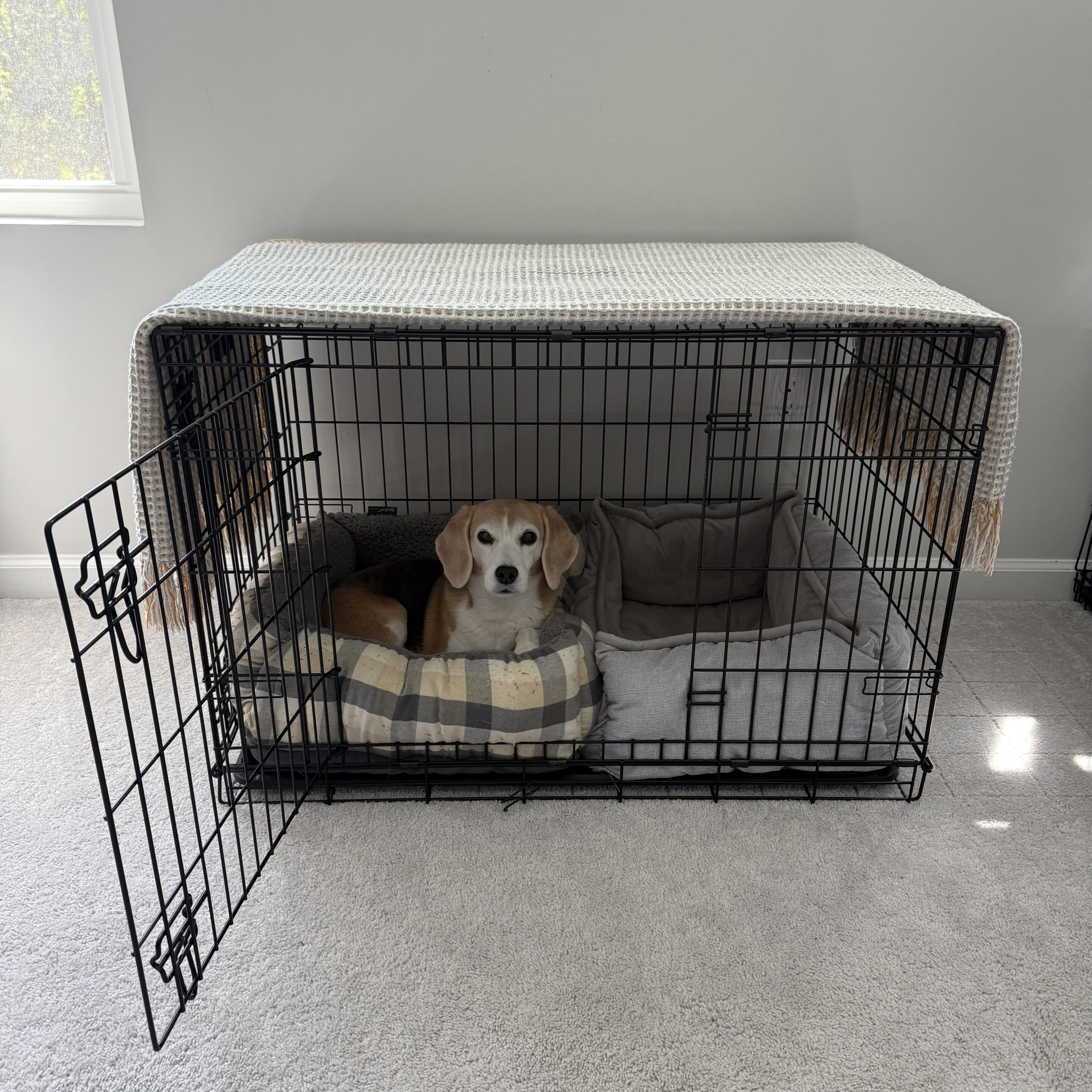 a beagle rests calmly in a crate with the door open