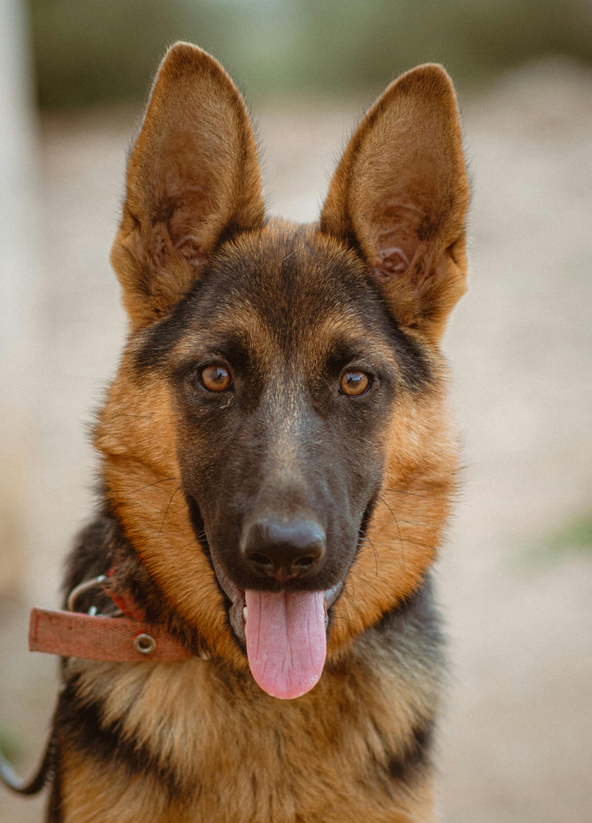 a young German shepherd dog looks straight forward