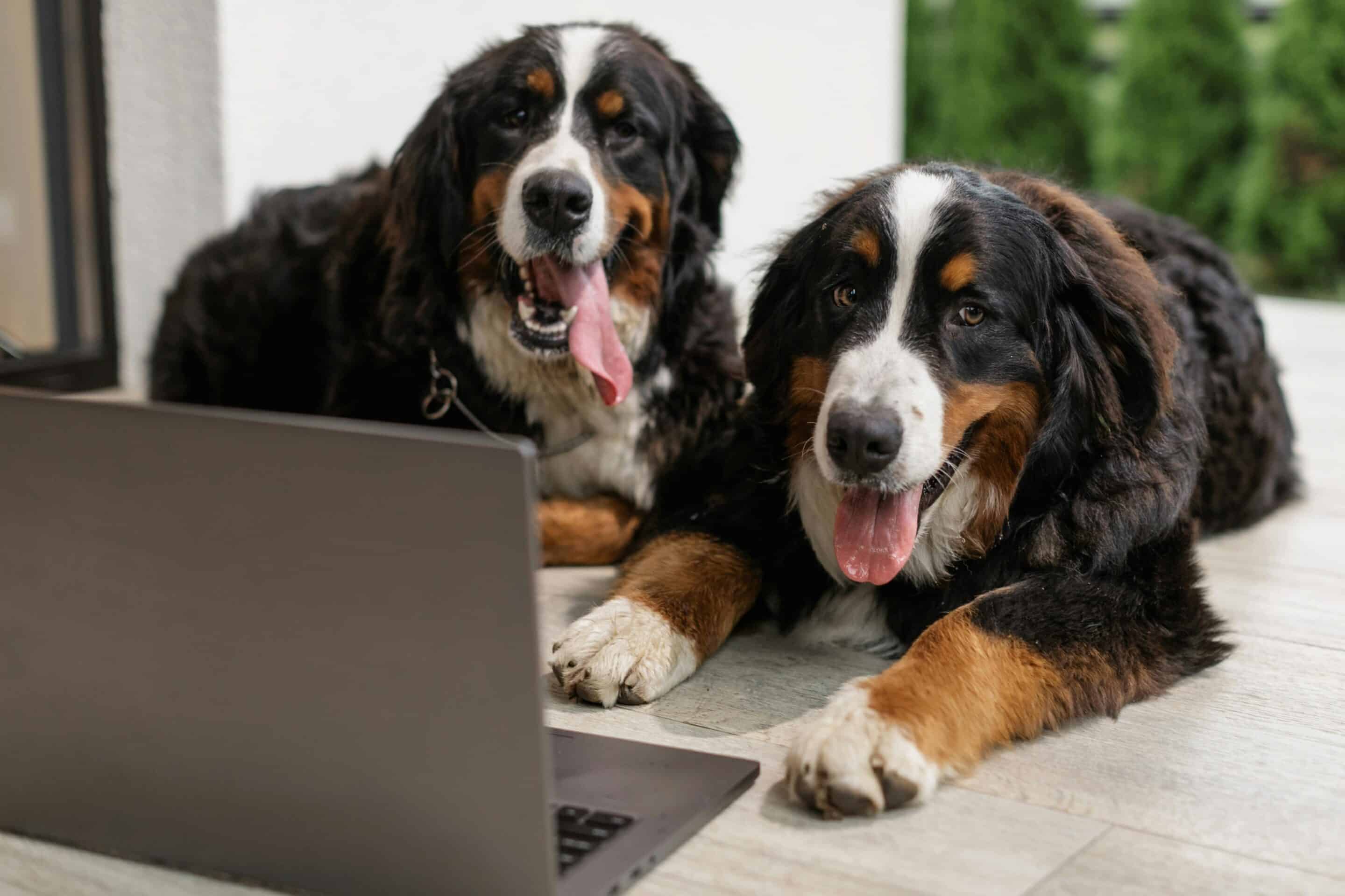 two Bernese mountain dogs look at a laptop as if they are selecting their perfect family