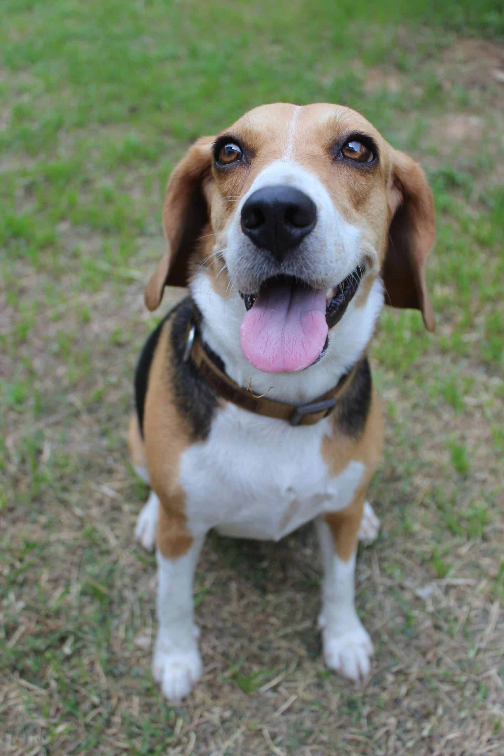 Dog training in cary nc - beagle training in cary nc