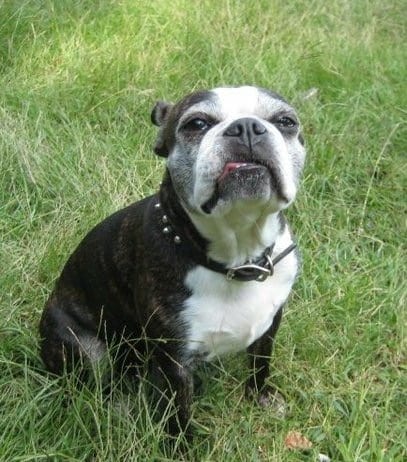 Dog training Raleigh